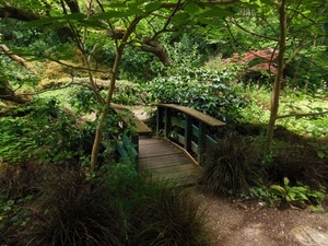 ponte, alberi, legno, verde, piante, bosco, foglie, rami