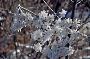 inverno, ghiaccio, brina, bianco, rami, freddo, fiore, ramo, cristalli, gelo