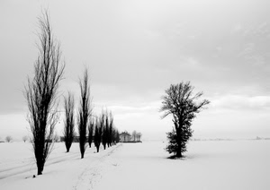 neve, alberi, bianco, bianconero, inverno, nero, filare, pianura