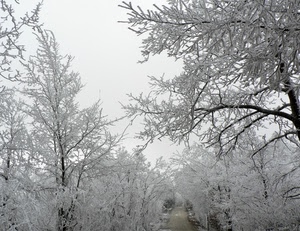 rami, alberi, neve, inverno, bianco, ghiaccio