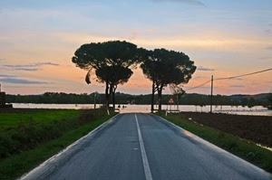 strada, alberi, cielo, pini, prospettiva, fiume, linea, verde, alba, asfalto