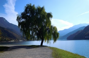 lago, salice, albero, montagne, acqua, ombra, verde, cielo, riva, montagna, prato, azzurro, pianta