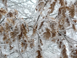 foglie, neve, inverno, rami, ghiaccio, bianco, freddo, gelo, brina