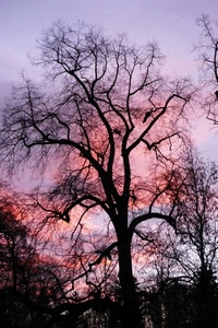 albero, rami, cielo, rosa, controluce, tramonto, inverno, alberi