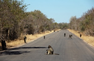 strada, alberi, scimmie, cielo, animali, prospettiva