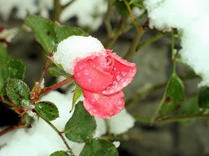 rosa, foglie, fiore, neve, petali, gocce, rami