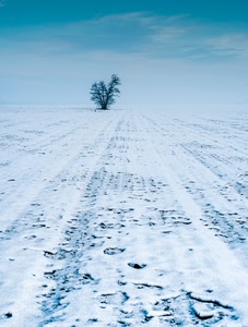 neve, albero, cielo, inverno, campo, freddo, bianco