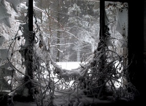 neve, rami, alberi, inverno, bosco, freddo, bianconero, bianco