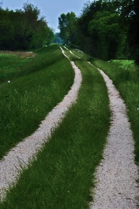 erba, verde, alberi, strada, sentiero, campagna, prato, cielo