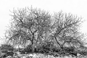 rami, sassi, alberi, bianconero, inverno, pietre, brullo, secco, nero, secchi, albero, piante, bianco