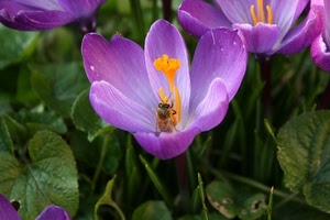 viola, ape, fiori, fiore, foglie, petali, pistillo, giallo, pistilli, macro, insetto