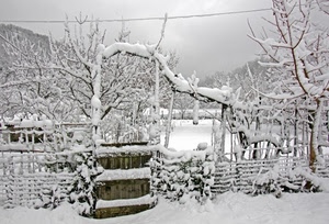 neve, alberi, inverno, bianco, rami, legno, freddo, campagna, nevicata, steccato