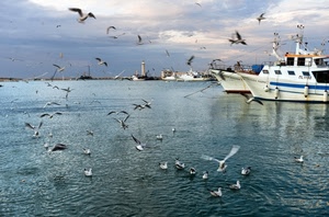 mare, faro, gabbiani, barche, uccelli, acqua, porto, volare, cielo, pescherecci