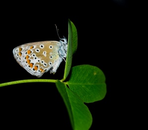 farfalla, verde, ali, foglie, trifoglio, antenne, nero, insetto