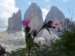 montagne, fiore, cime, cielo, montagna, fiori, nuvole, verde, tre, rocce, viola, vette, foglie, rosa