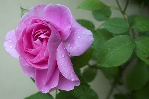 rosa, fiore, petali, foglie, gocce, macro, rugiada, verde, viola