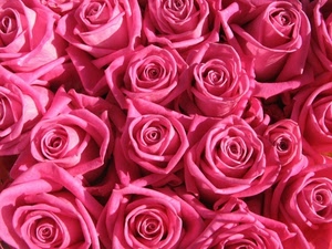 petali, rosa, rose, fiori, mazzo