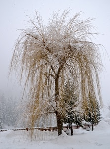 inverno, neve, salice, albero, rami, alberi, bianco