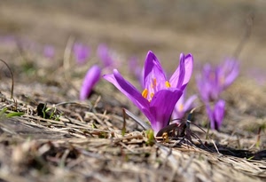 fiore, viola, petali, primavera, giallo, macro, prato, zafferano, fiori