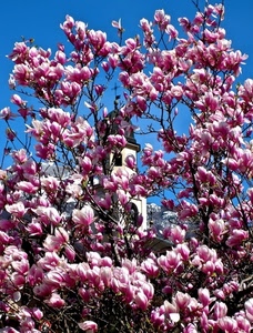 fiori, rosa, albero, campanile, primavera, rami, croce, cielo, petali, magnolia, azzurro