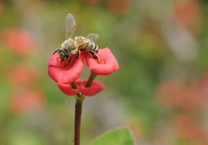 rosso, ape, fiore, ali, vespa, polline, macro, insetti, fiori