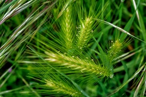 verde, spighe, erba, fili, giallo, macro, foglie, natura