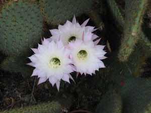 fiori, spine, grassa, petali, pianta, rosa, fiore, pale, verde, bianco, cactus