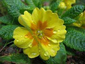 fiore, gocce, giallo, foglie, petali, primula, verde