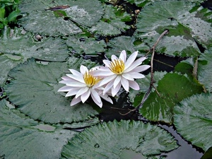 fiori, foglie, bianco, acqua, petali, verde, ninfee