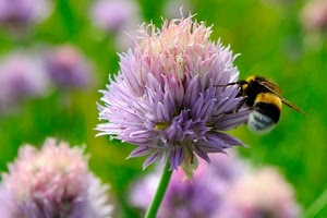 fiore, ape, verde, insetto, prato, viola, giallo, natura, macro, calabrone, bombo