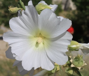 bianco, fiore, petali, macro, verde, sfocato, pistillo, giallo, rosso, foglie, natura, corolla