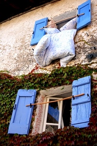 finestre, edera, azzurro, ante, cuscini, persiane, vetri, blu, piumone, due