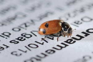 coccinella, insetto, nero, macro, lettere, rosso, parole, pagina, arancio