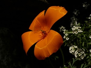fiore, arancione, petali, fiori, arancio, bianco, fiorellini, nero, macro