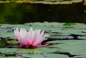 rosa, fiore, foglie, ninfea, acqua, verde, stagno, lago, ninfa