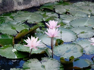 foglie, acqua, fiori, ninfee, rosa, tre, verde, ninfea, petali, loto