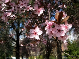 fiori, rosa, alberi, rami, petali, pesco, pistilli, foglie
