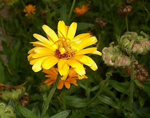 fiore, giallo, foglie, verde, ragno, petali, insetto