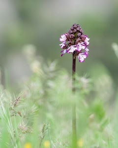 fiore, viola, petali, verde, stelo, bianco, erba, sfocato, macro, rosa