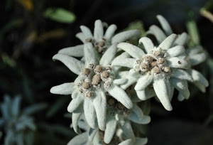fiori, petali, bianco, pianta, fiore, stelle, montagna, stella, verde, natura, macro