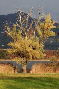 albero, erba, verde, montagna, fiume, prato, rami, lago, montagne, giallo