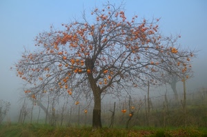 albero, cachi, nebbia, rami, frutti, erba, frutta, cielo, autunno