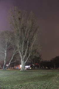 prato, alberi, notte, albero, verde, sera, luci, campagna
