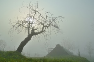 nebbia, albero, rami, inverno, spoglio, erba, sole, prato, controluce