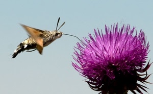 fiore, insetto, ali, viola, volo, macro, farfalla