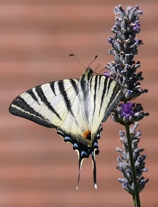 farfalla, fiore, ali, lavanda, antenne, macro, fiori, bianco, viola