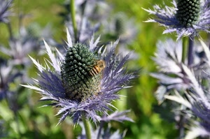fiore, ape, insetto, verde, viola, petali, macro, fiori, spine, sfocato