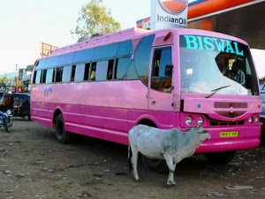 rosa, mucca, autobus, animale, ruote, finestrini, insegna, targa, bus, alberi, india, distributore, strada, insegne, celeste, moto