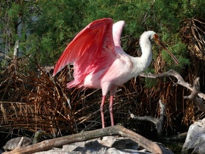 uccello, rosa, ali, becco, zampe, fenicottero, tronco, uccelli, natura, legno