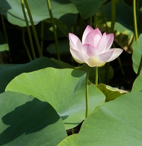 foglie, verde, rosa, fiore, ninfea, loto, bianco, petali, ombra